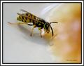 Thirsty Bee