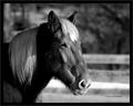Long haired horse