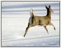 Fast Runner