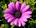 purple Daisy