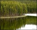 Mirror Forest