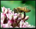 Hungry Bee