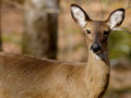 Smoky Mountain Deer