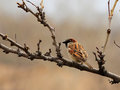 Sparrow on branch