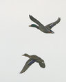 Mallards on date