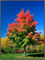 Fall Colors