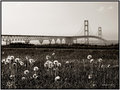 The Longest suspension bridge