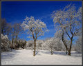 I miss the snow