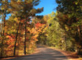 Rustic Road