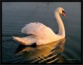 Sunset Swan