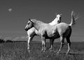 Horses on Date