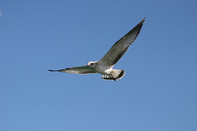 Bird original