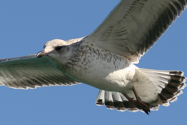 Bird croped