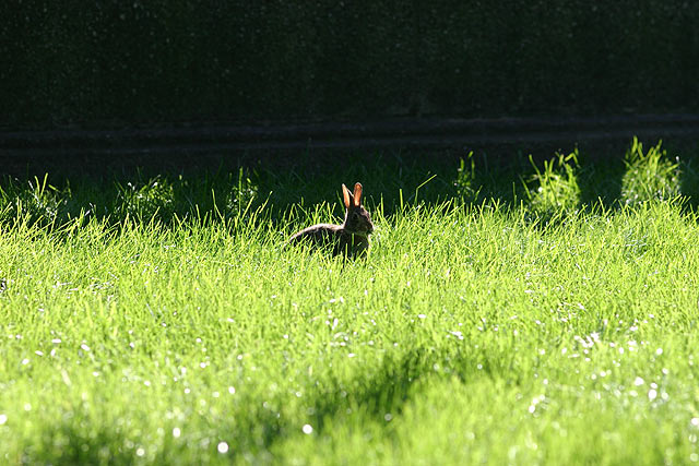 Bunny original