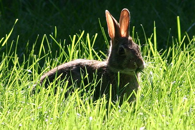 Bunny cropped