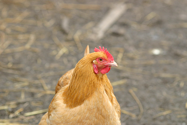 Chicken Original