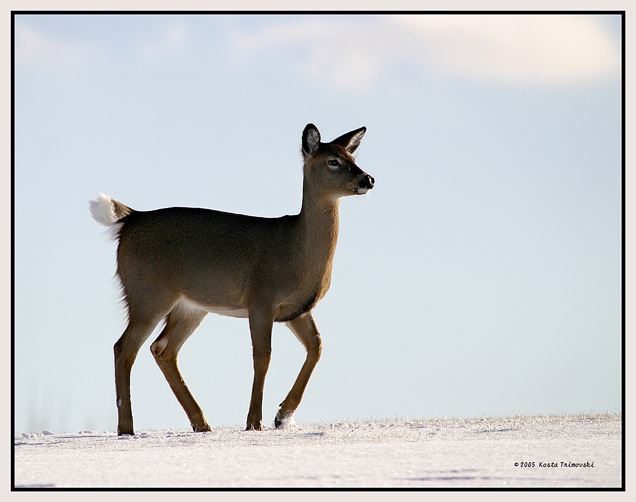 Snow Bambi