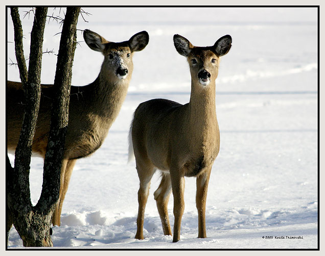 Two deers