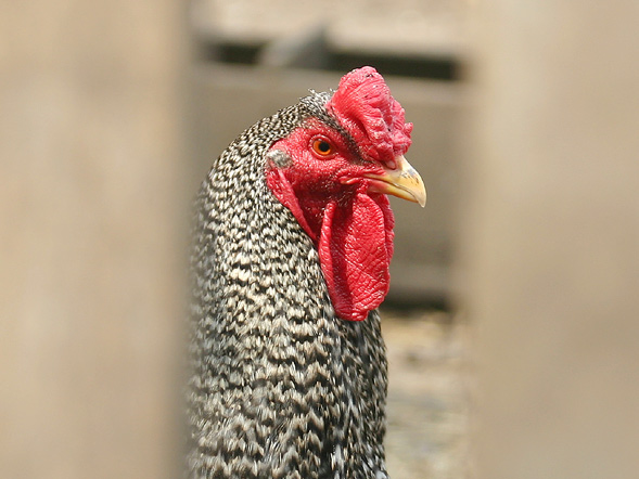 Chick