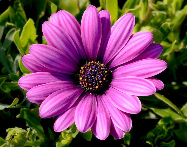 purple Daisy