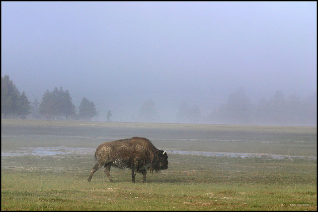 Lone Buffalo