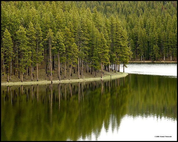 Mirror Forest