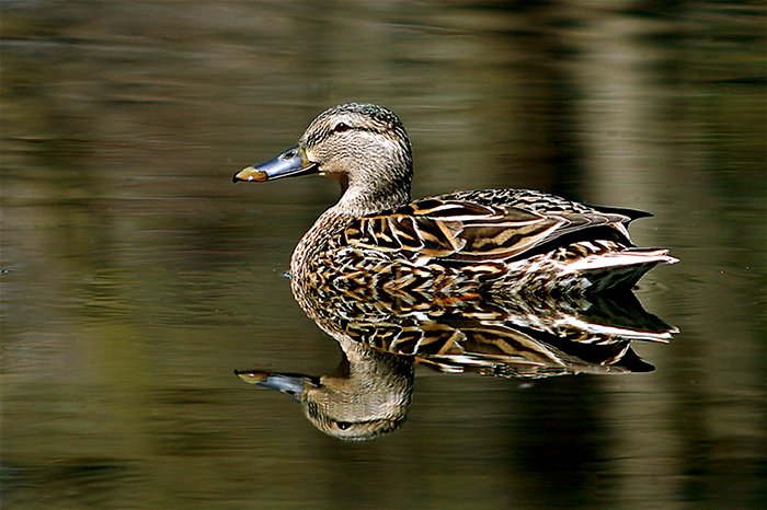 Mirror Duck