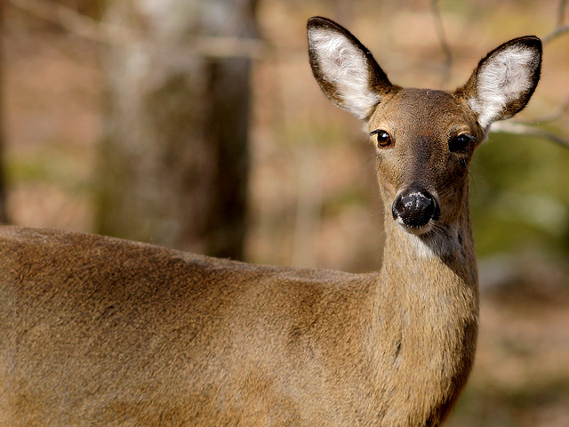 Smoky Mountain Deer