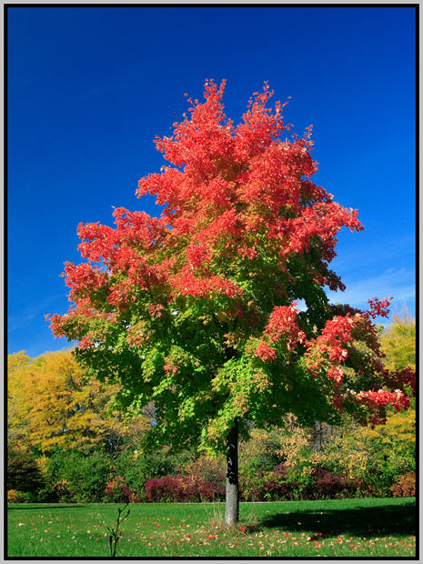Fall Colors