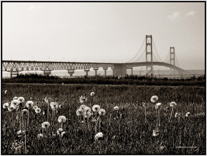 The Longest suspension bridge