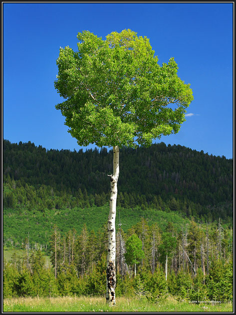 Lone tree on the Sun