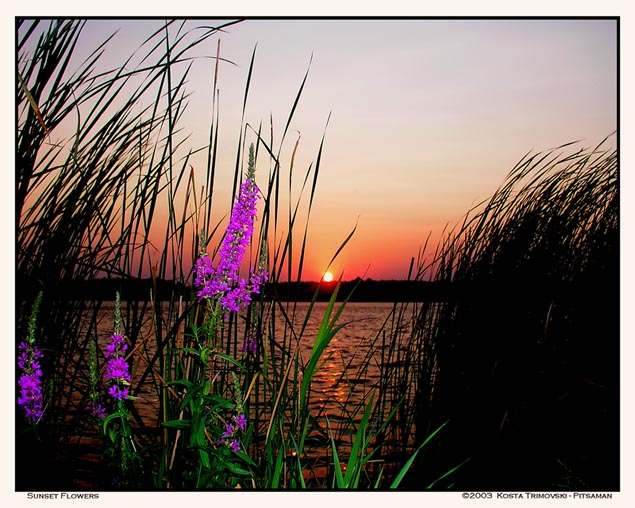 Sunset Flowers