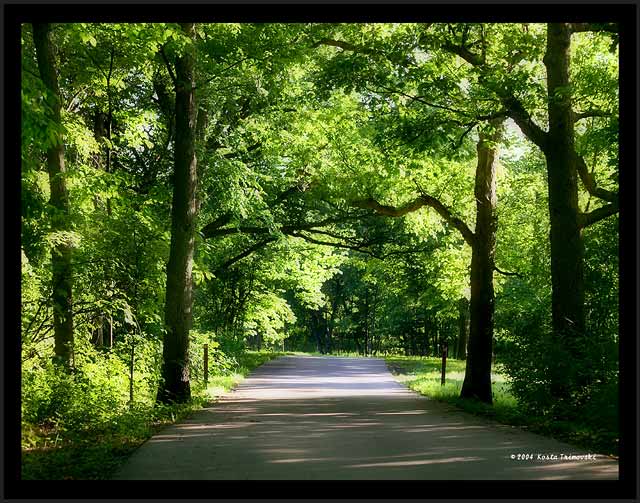 Road in the forest