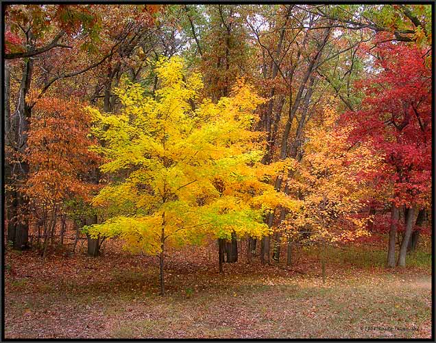 Dunes Forest