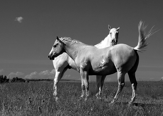 Horses on Date