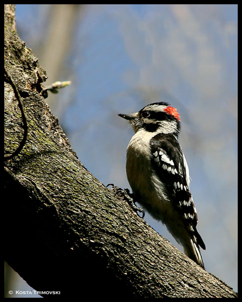 Downy Woodpecker