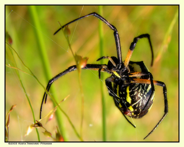 Garden Spider