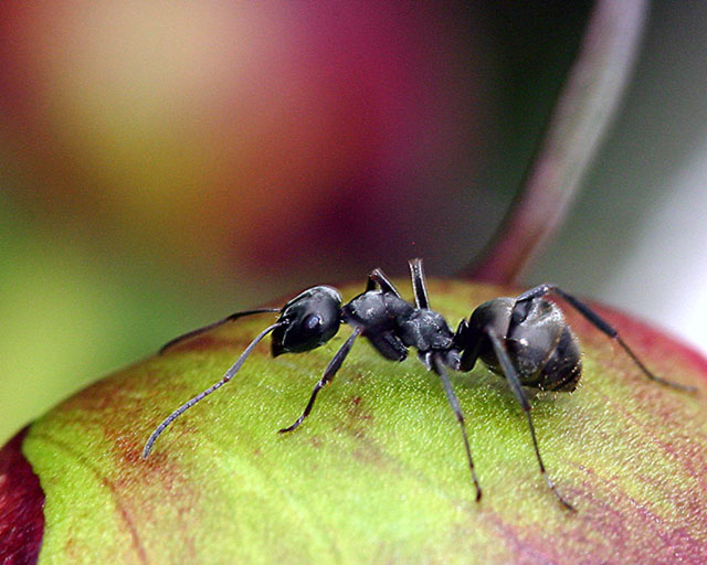 Ant