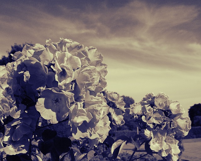 Remembrance Two