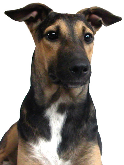 Gala's Portrait