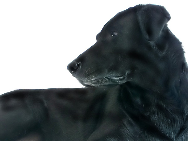 Black Beauty