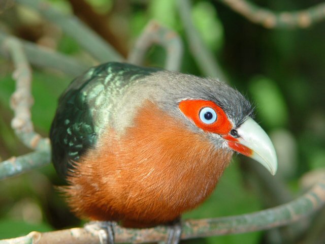 unknownbird.jpg
