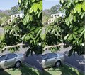 3D car and tree