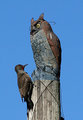 "owl" and woodpecker
