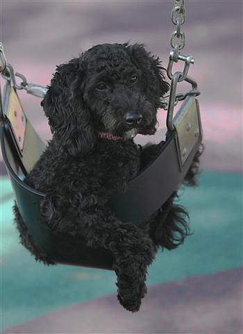 Lucy swing_8961 (Small)