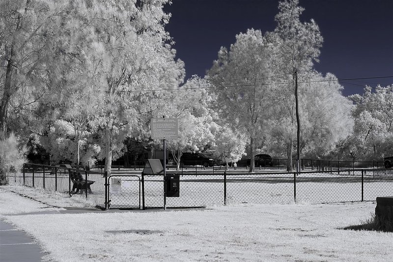 Our local off-leash dog park