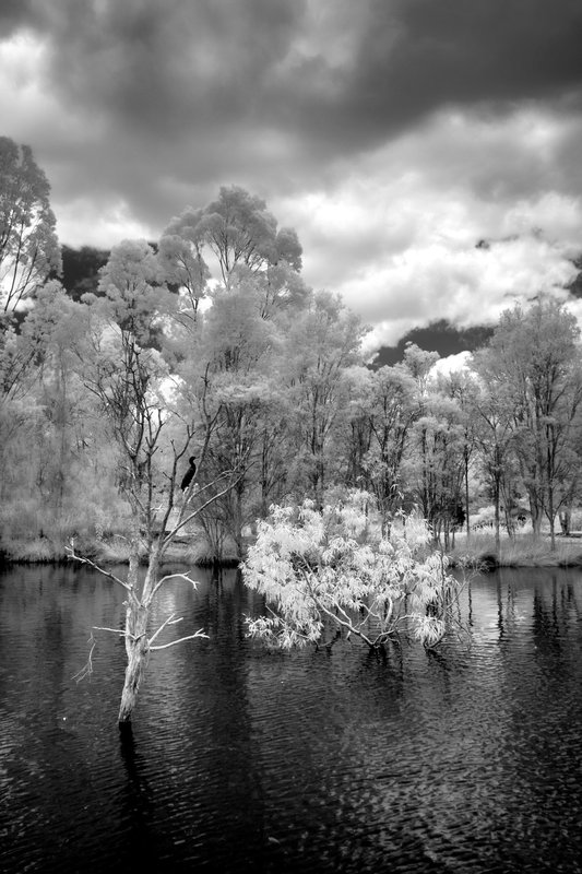 3 - Cormorant in tree at "Bowies Flat Wetlands" @ Boongall Road, Coorparoo,