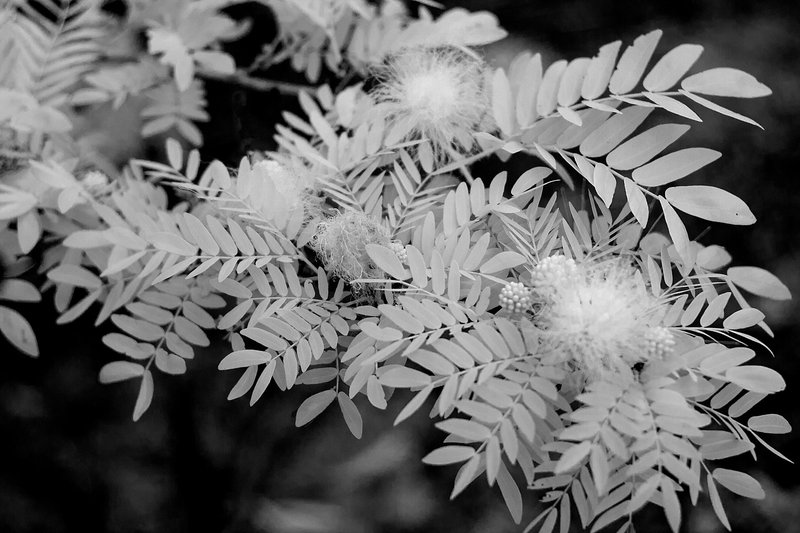 5- bottle brush bush at  "Bowies Flat Wetlands" @ Boongall Road, Coorparoo,