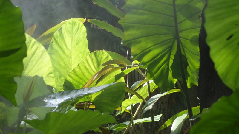 jungle leaves