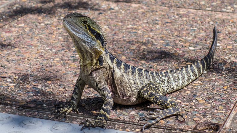water dragon